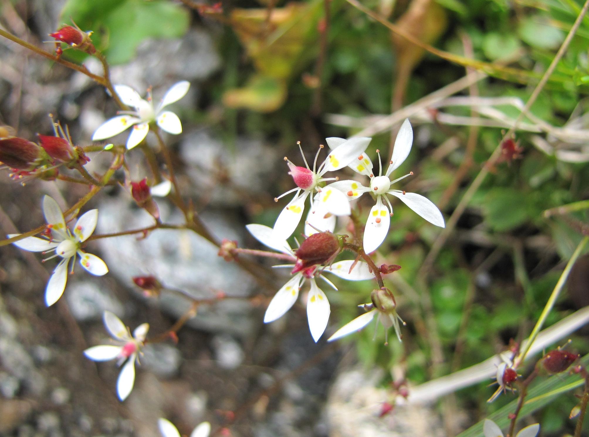 Micranthes engleri (=Saxifraga stellaris) / Sassifraga stellata